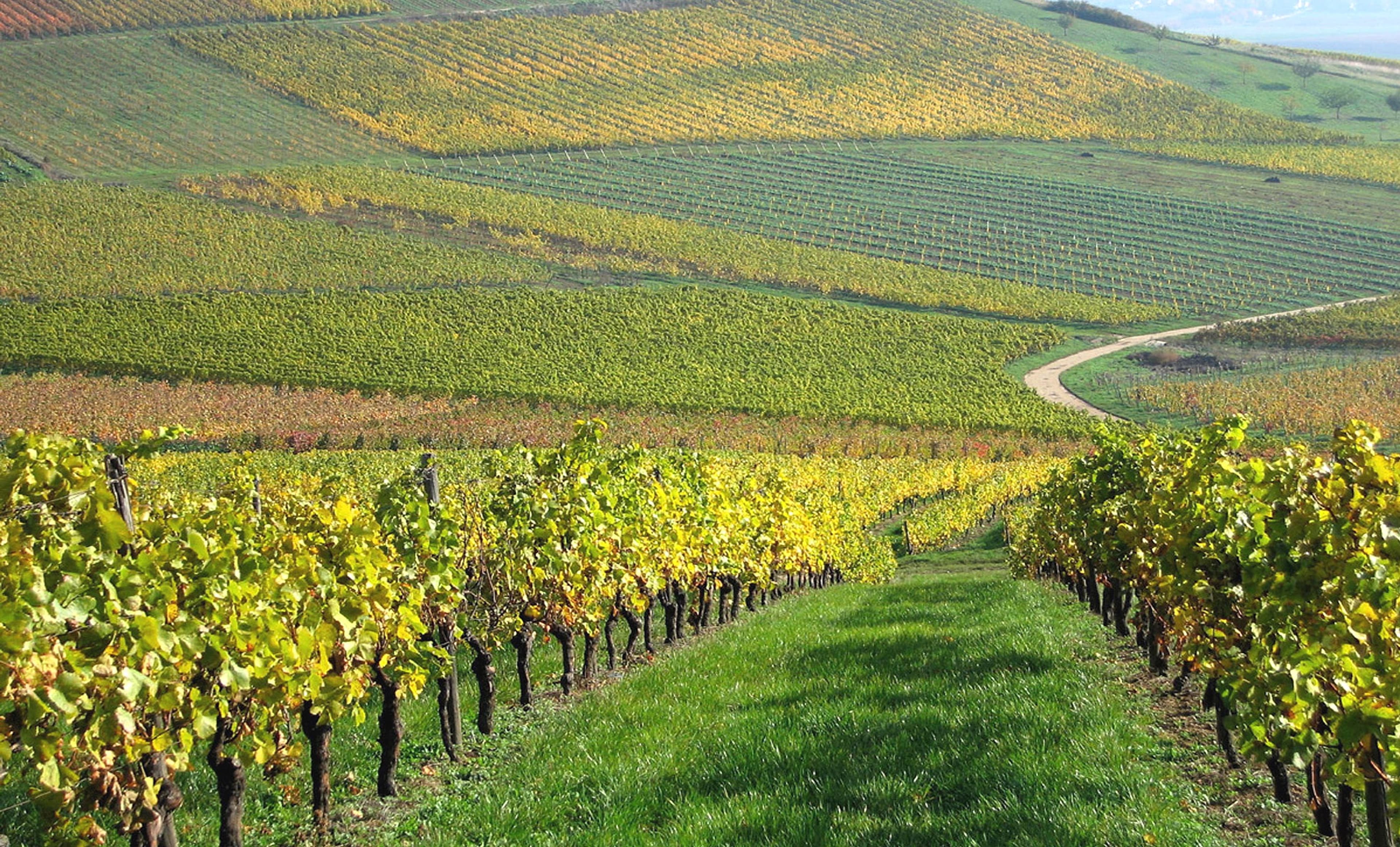 Autumn vineyards with a winding path leading through the rows